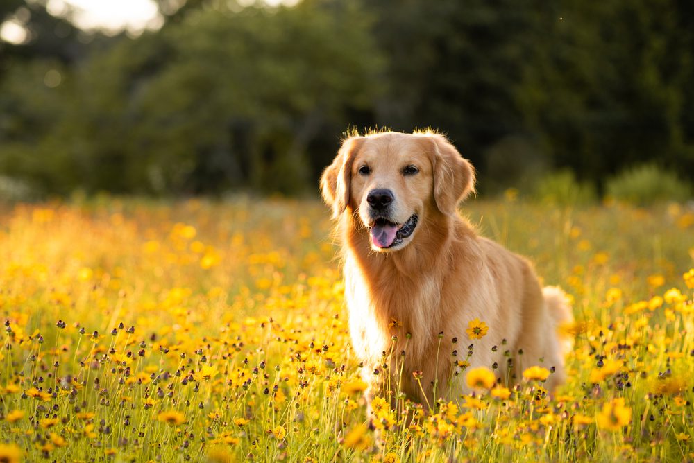 Golden retriever stands in a field of yellow flowers