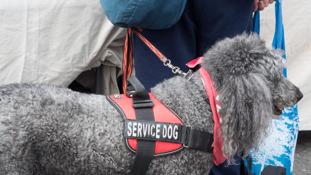 Grey poodle in red service vest walks with handler