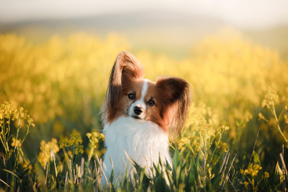 Papillon sits in a field of yellow flowers