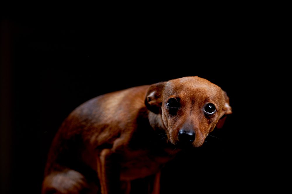 Small brown-red dog cowers against a black background