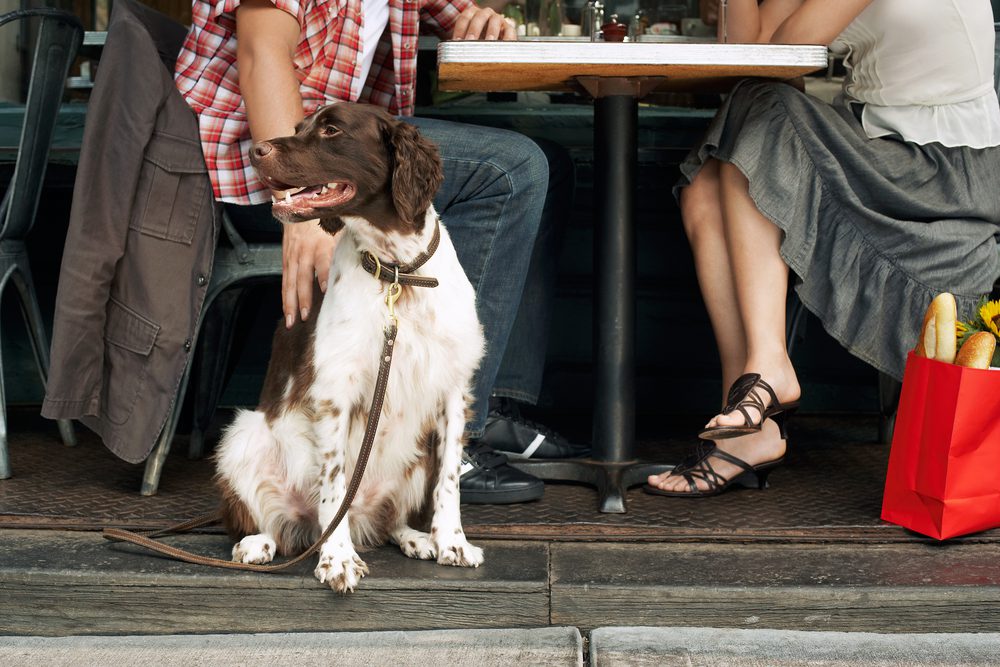 Spaniel sits beside owners at a restaurant table