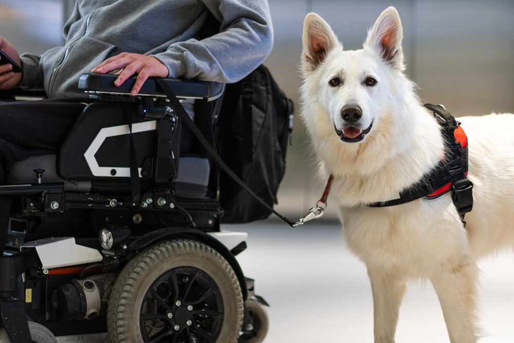 White dog in a harness walks alongside owner in wheelchair