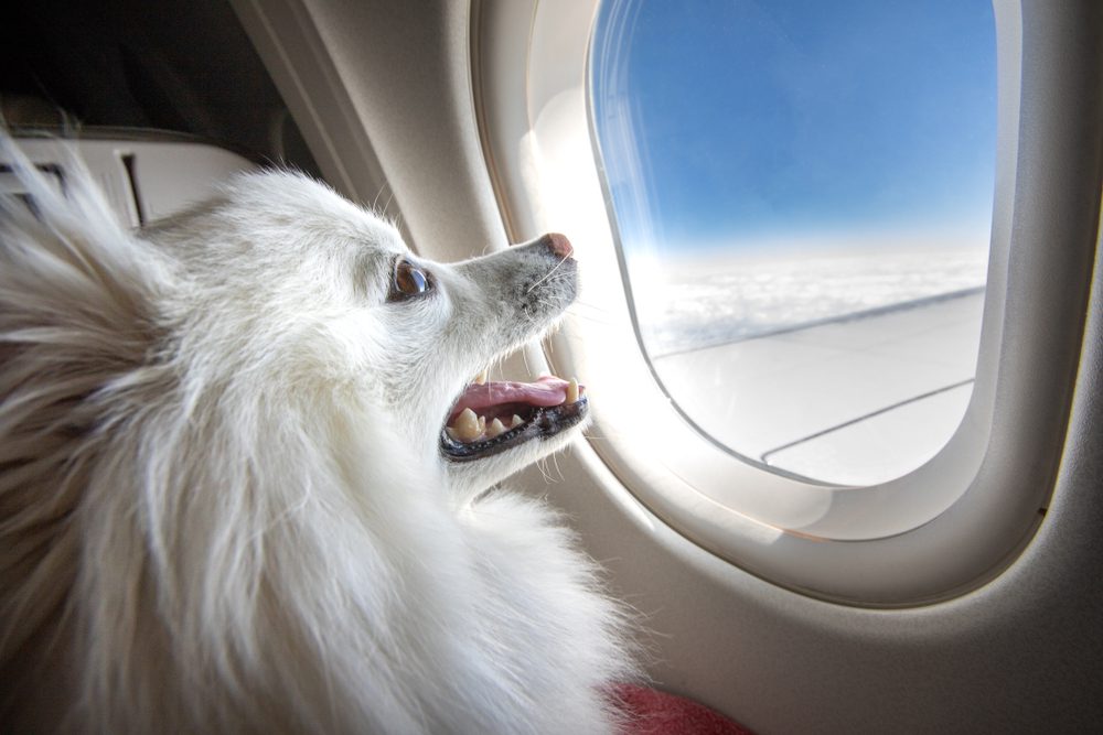 White dog looking out plane window