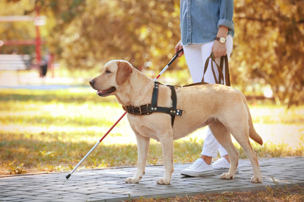 Yellow Lab guides woman with probing cane in a park