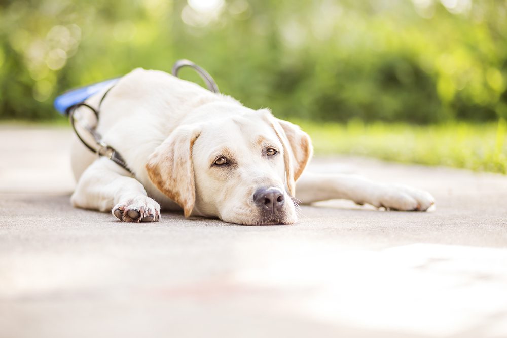 Yellow Labrador in a blue vest laying down outside