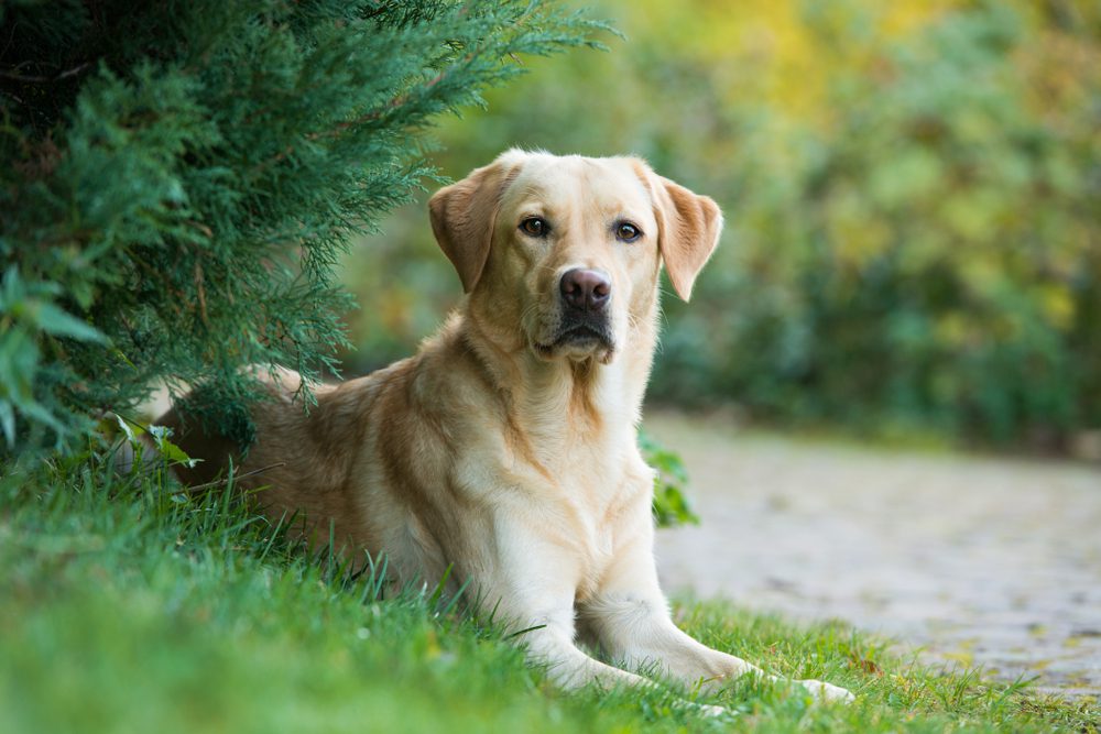Yellow Labrador lies in the grass next to a pine tree