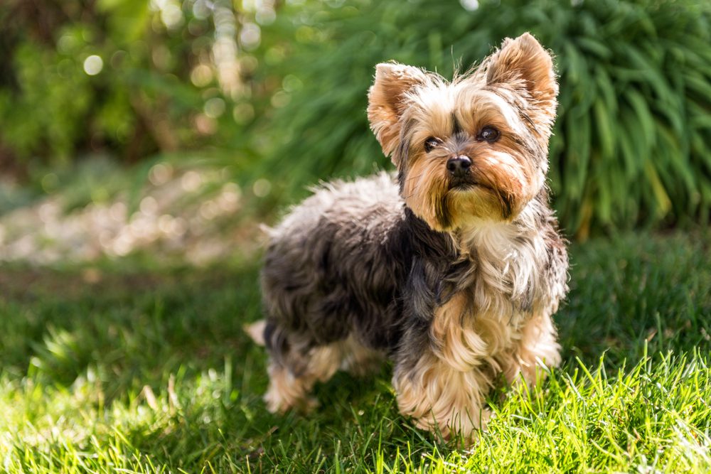 Yorkshire terrier stands alert in the grass