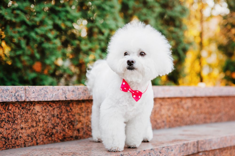 bichon frise with bow on bench