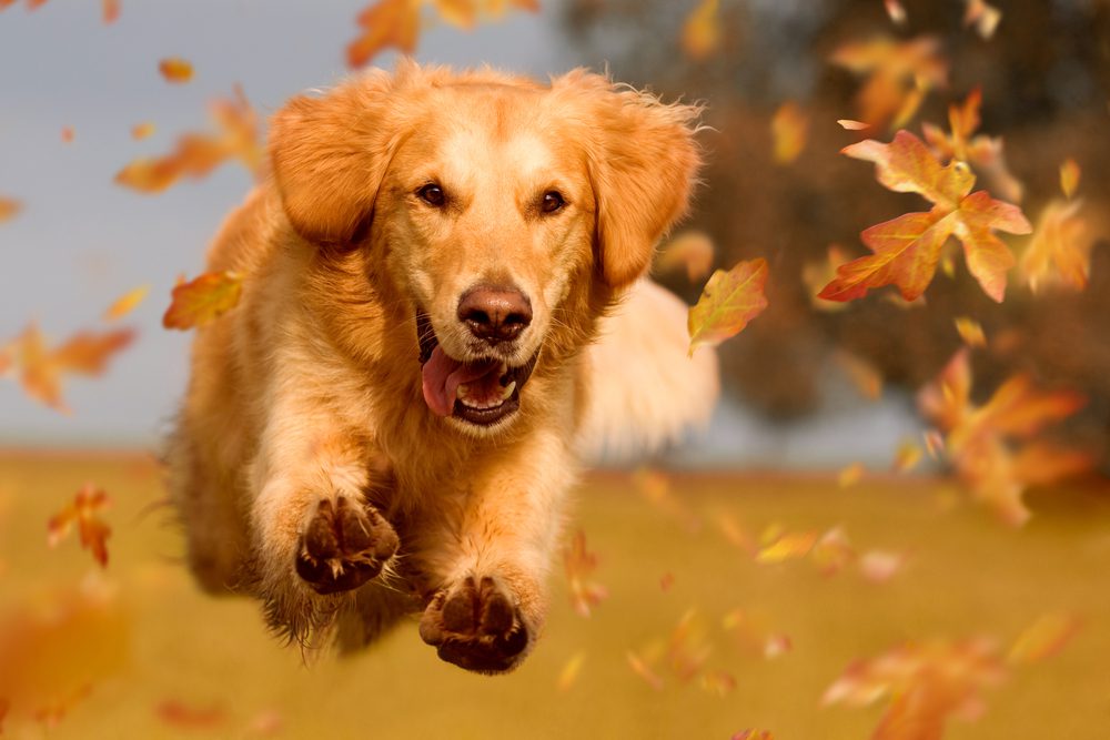 golden retriever jumping in autumn leaves