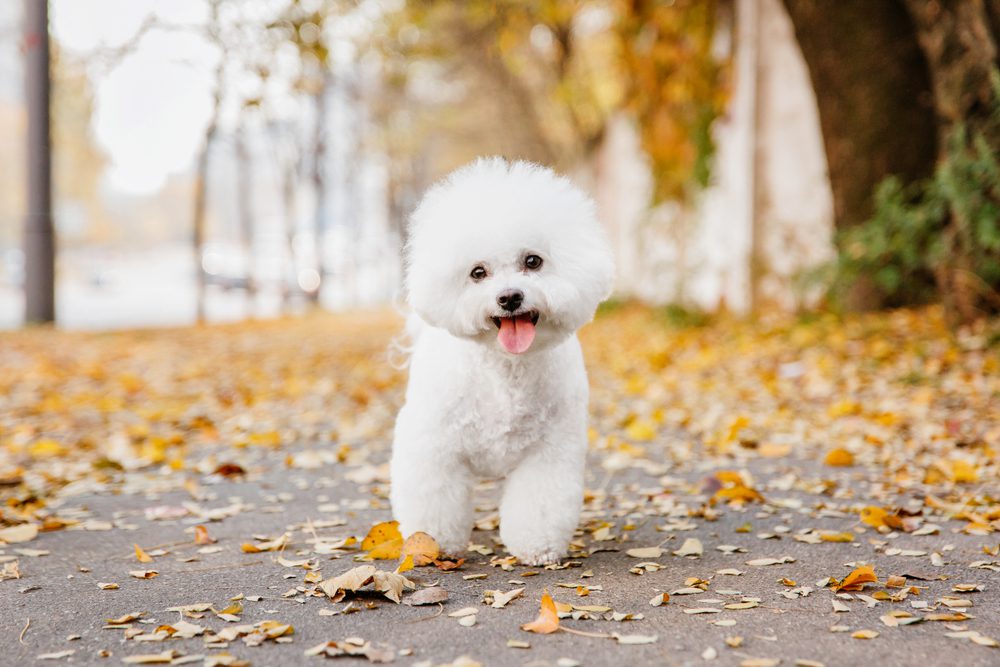 are bichon frise good therapy dogs