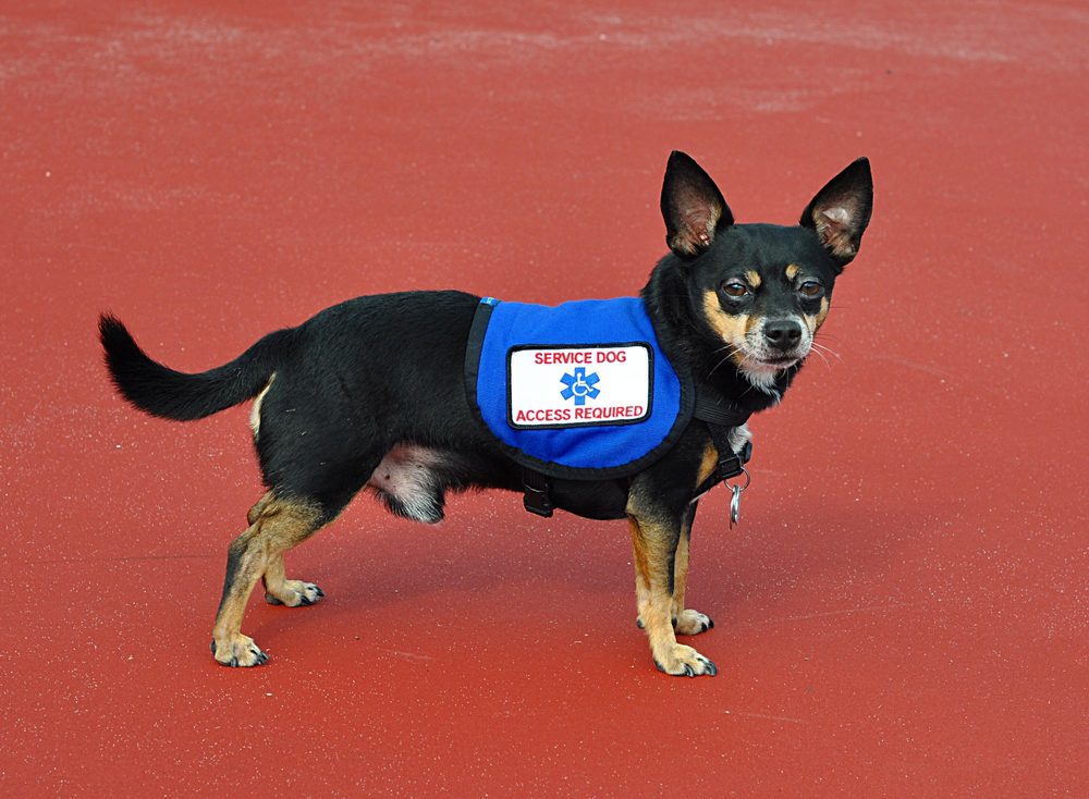 do therapy dogs actually work