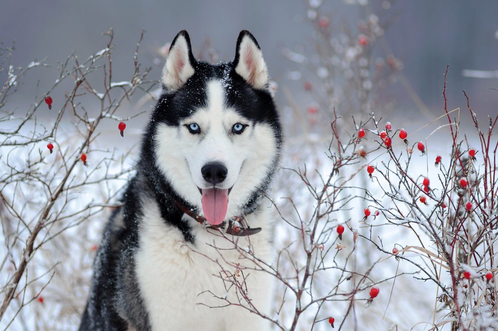 Black and white husky sits between winter bushes