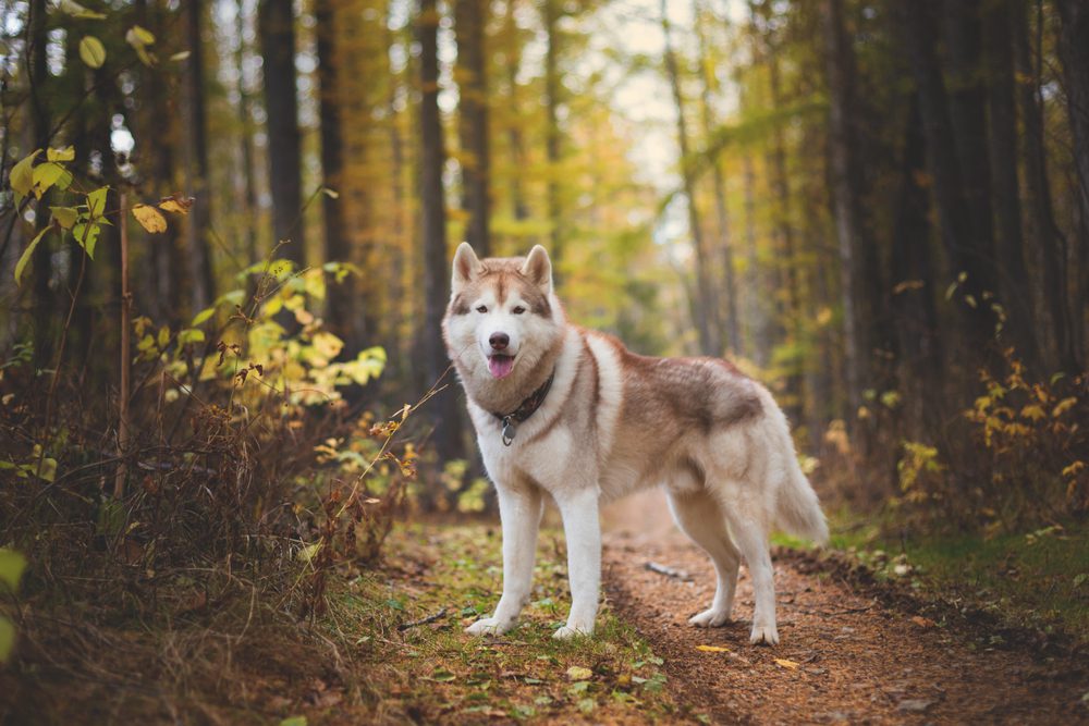 Brown and white husky stands on a path in a forest