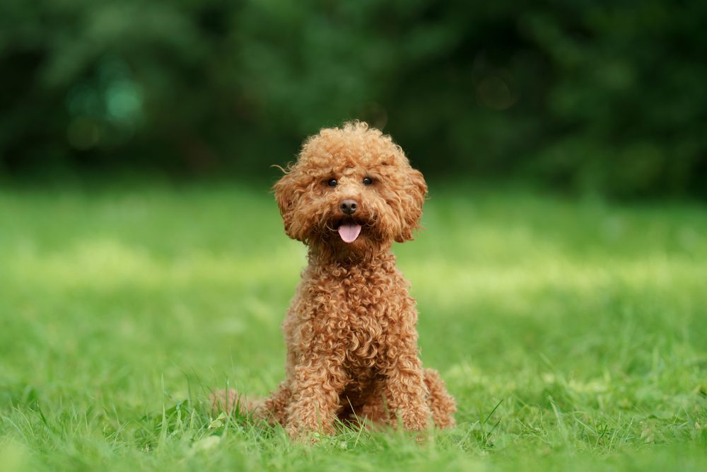 Brown toy poodle sits in a field