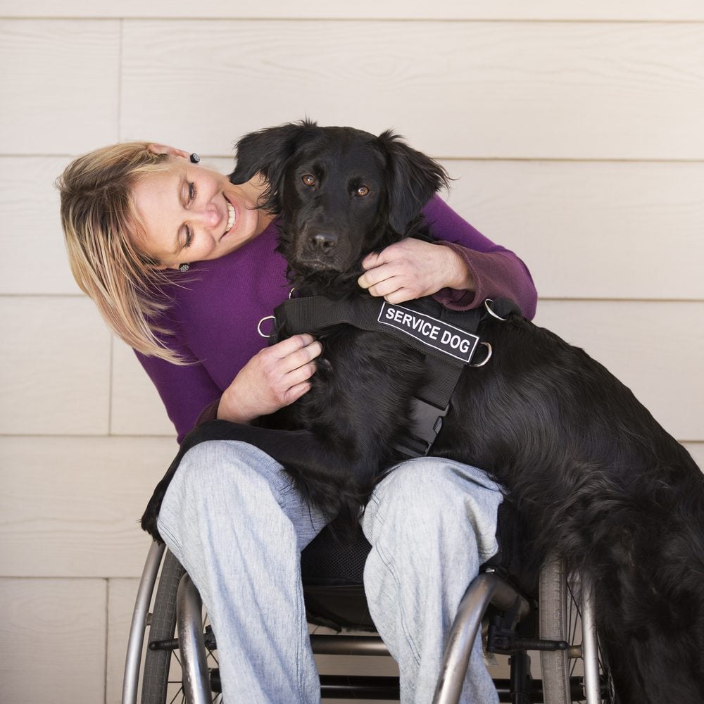 Large black service dog laying across woman in wheelchair