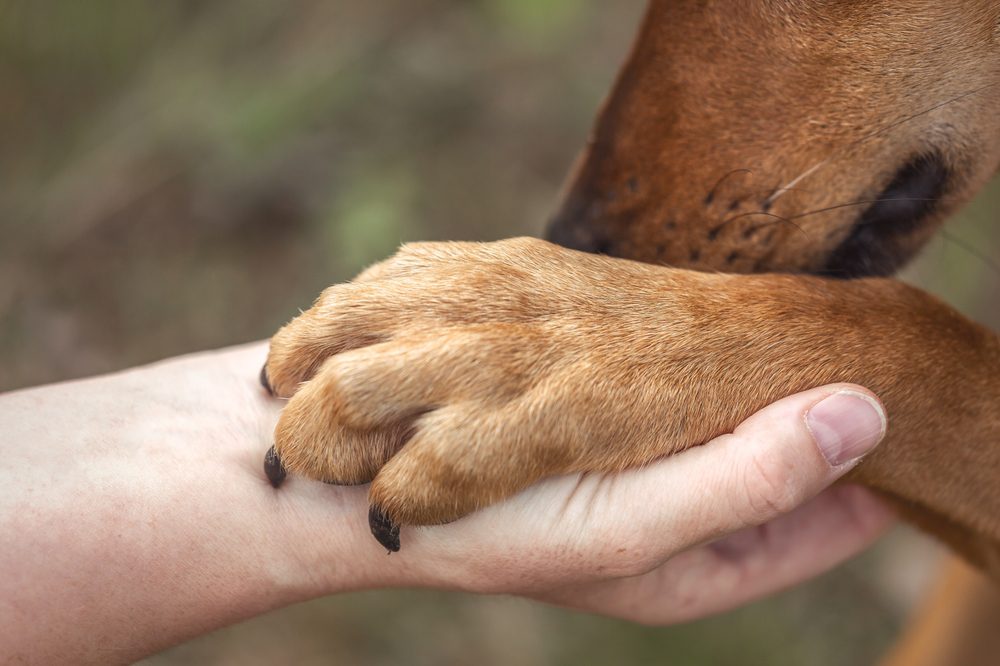 Person holding a brown dog’s paw