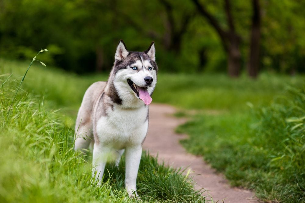 Siberian husky standing in grass beside a foot trail