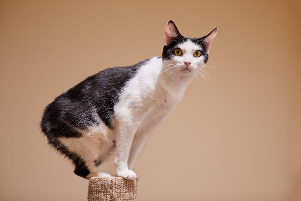 Black and white Manx cat on perch