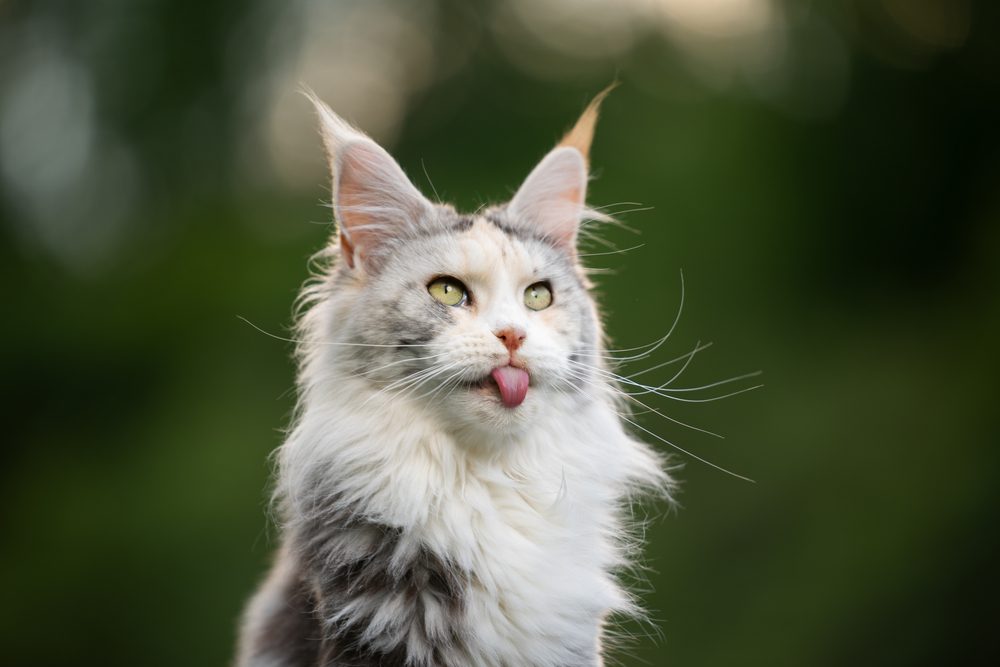Grey and white Maine coon with tongue out sitting outside