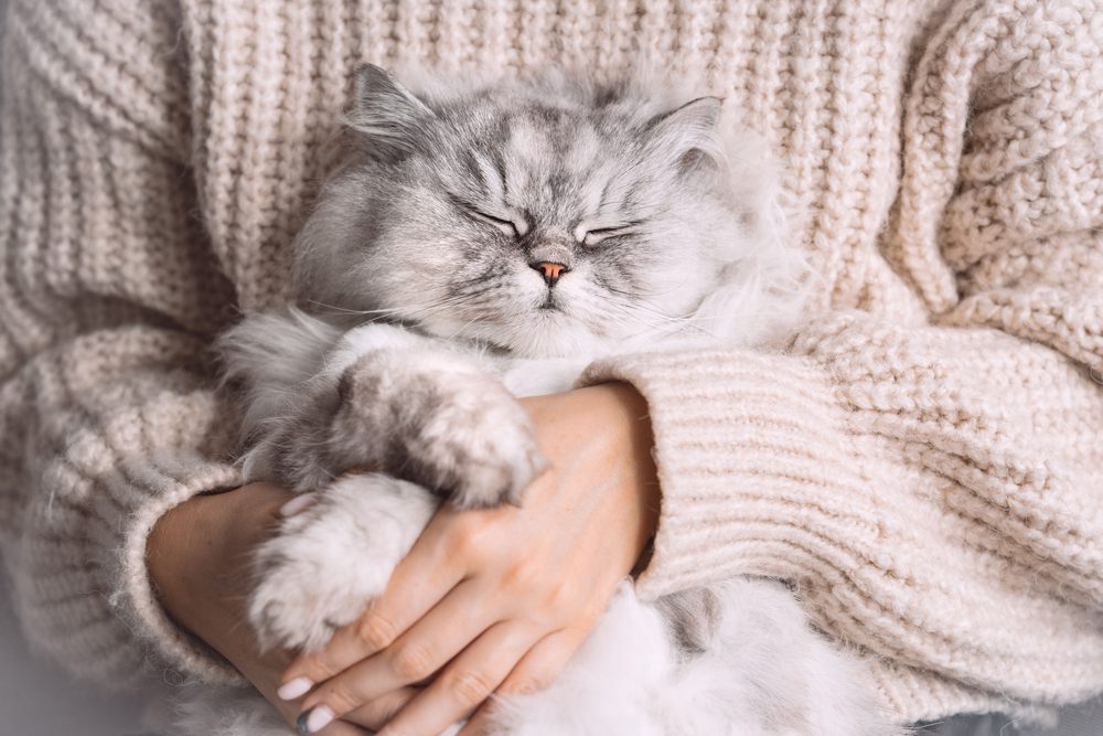 Persian cat being cuddled in owner’s arms