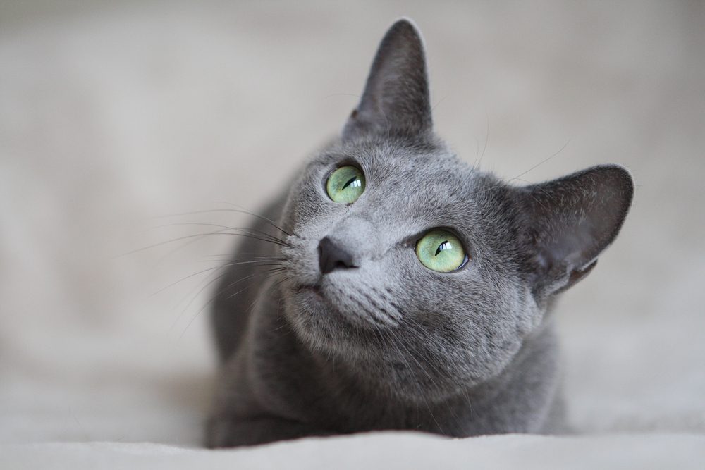 Russian blue cat with bright green eyes