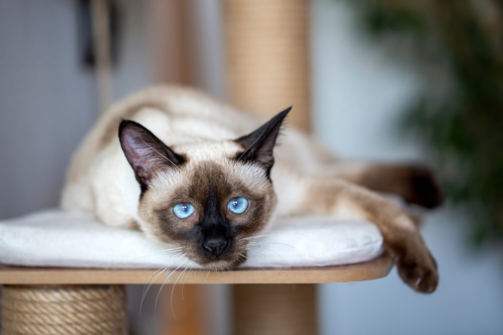 Siamese cat laying down on cat tree perch