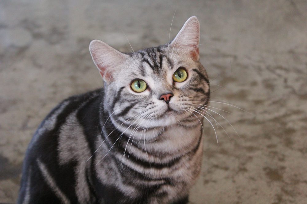 Silver and grey tabby American shorthair cat sitting