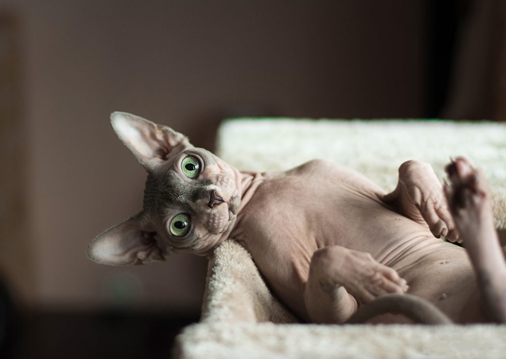 Sphynx cat sitting in a relaxed position