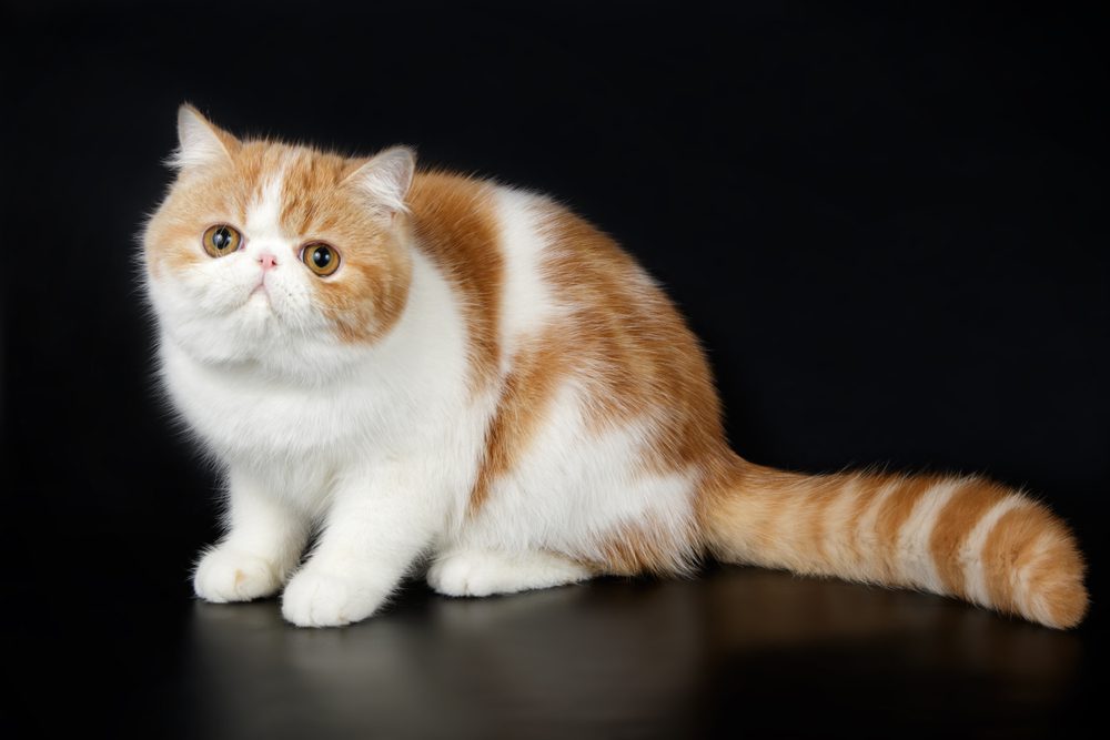 White and orange exotic shorthair cat