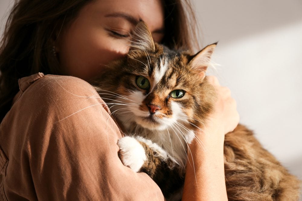 10 Best Therapy Cats & Emotional Support Companions