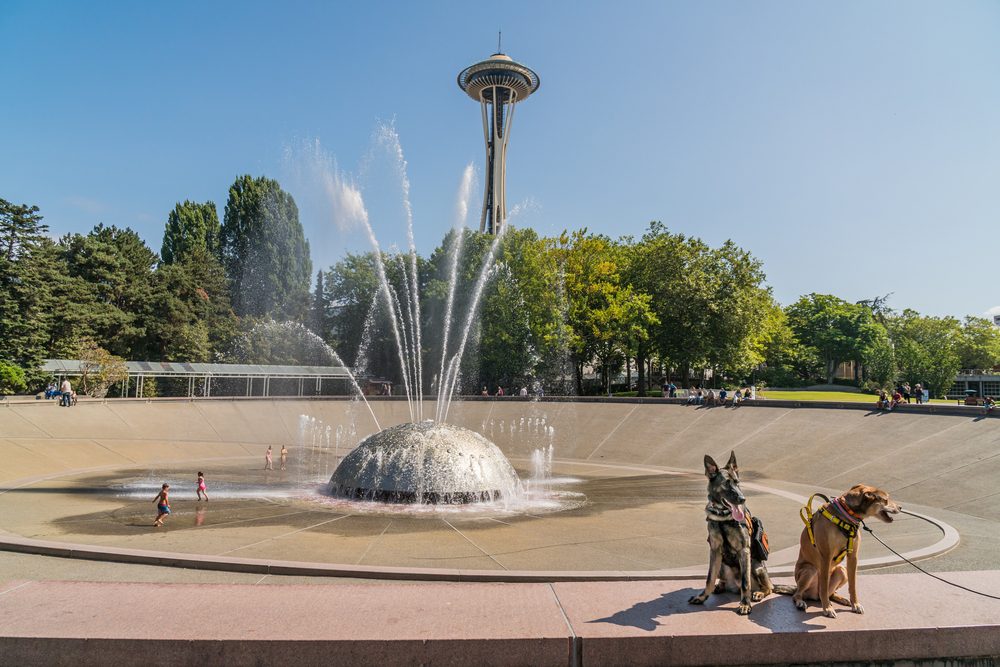 dogs and fountain in seattle