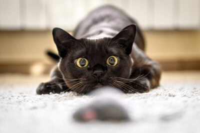 black cat playing