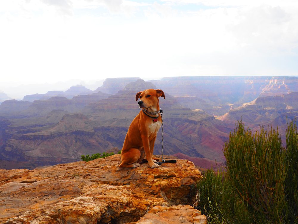 dog at the grand canyon