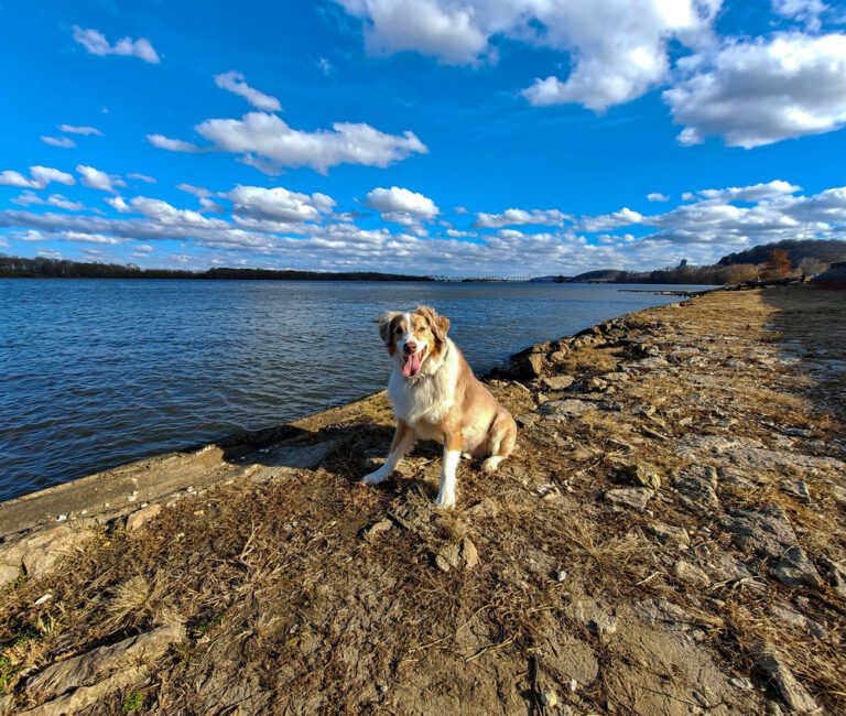 US Service Animals Blog