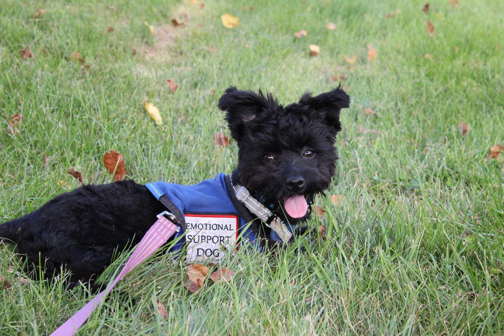 Small black dog lying in grass wears blue ESA vest
