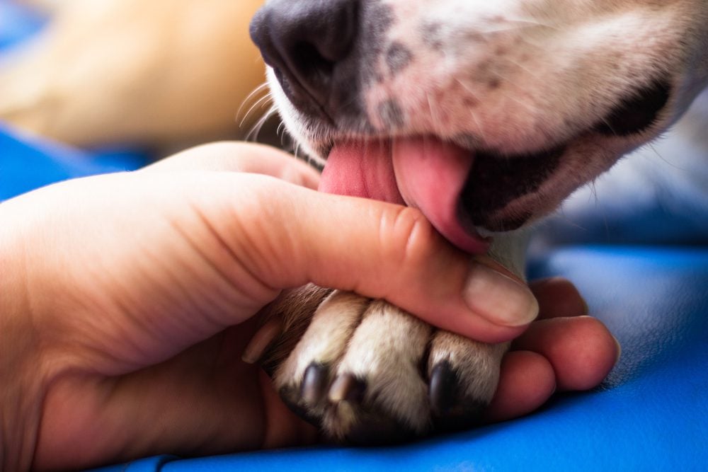 close up of dog licking hand