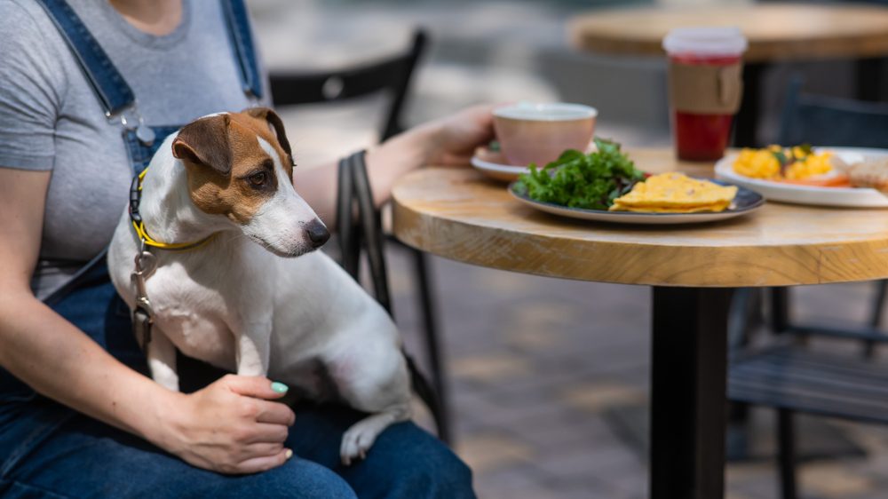 dog sat on owner at cafe
