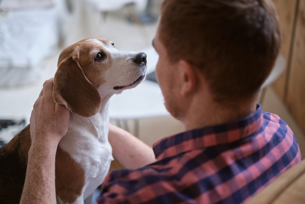 man hugging companion animal beagle