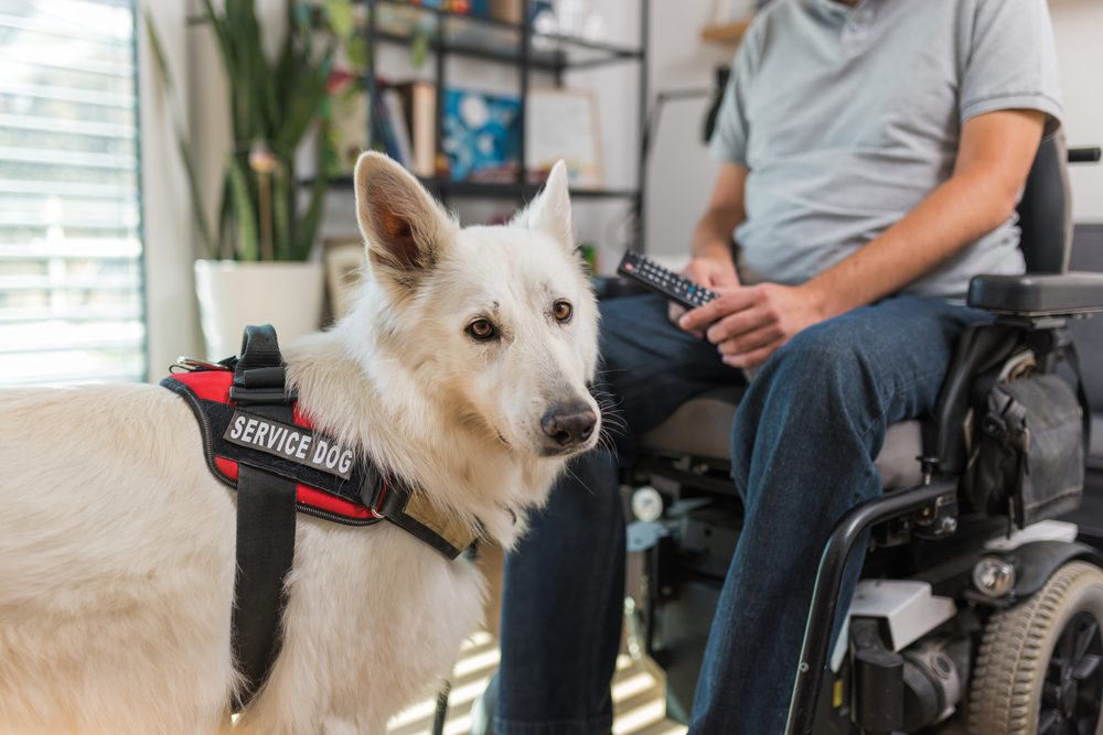 service dog next to owner in wheelchair