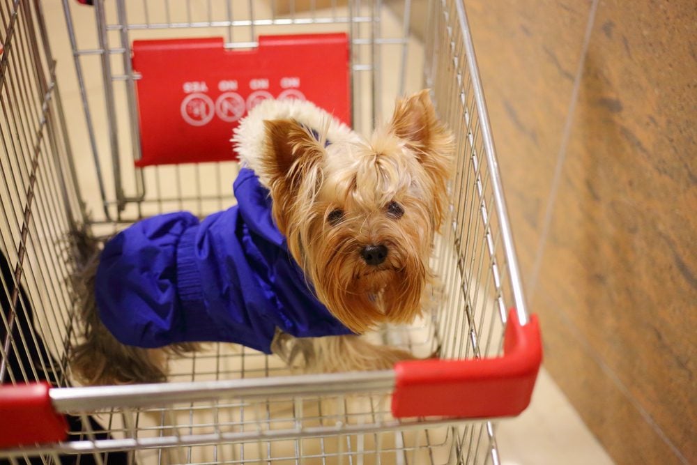 Are Dogs Allowed in Menards