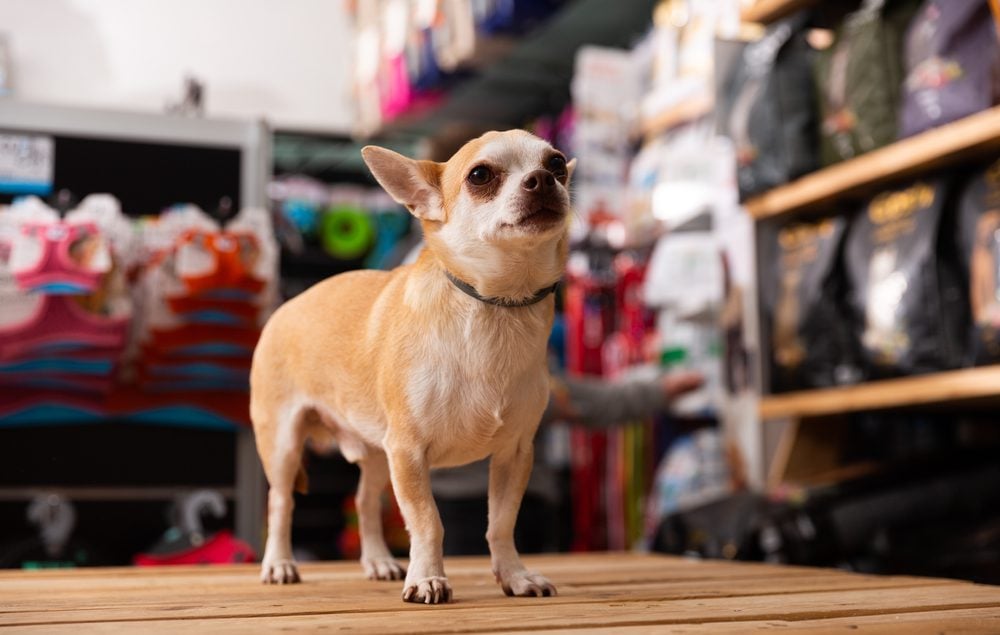 se permiten perros en best buy california