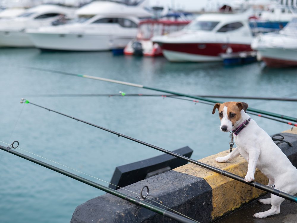 Are Dogs Allowed in Bass Pro?