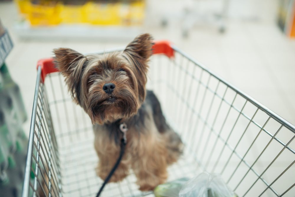 Does Sam S Club Allow Dogs
