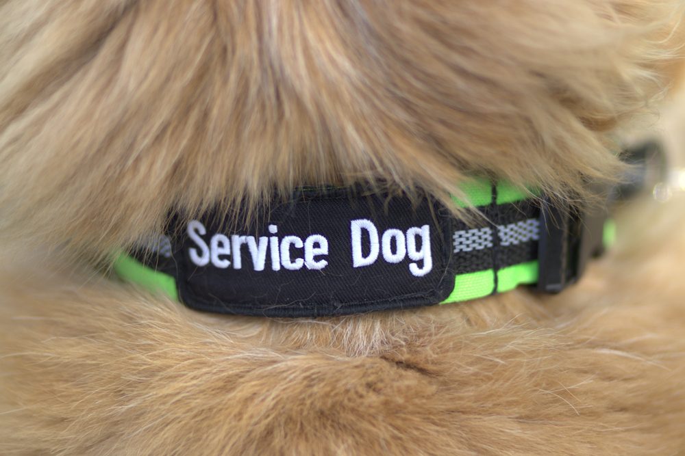 Psychiatric Service Dog Letter